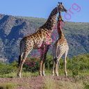 giraffe (Oops! image not found)